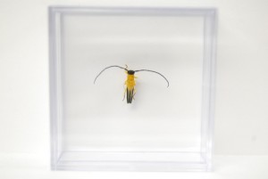 Cerambycidae Species