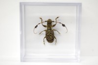 Cerambycidae Species