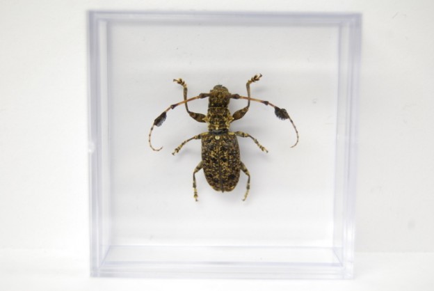 Cerambycidae species2