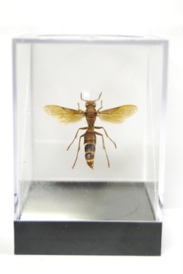 Hymenoptera Species