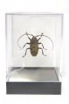 Cerambycidae Species (longhorn beetle)