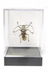 Cerambycidae Species (longhorn beetle)
