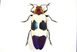 Chrysochroa Buqueti Rugicollis